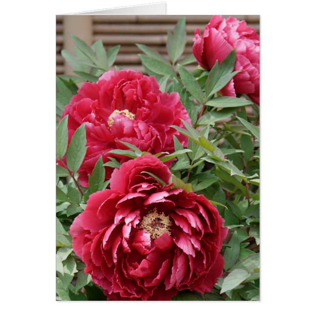 Peonies op Kamakura-kaart (Voorkant)