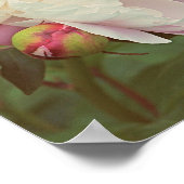 Peonies Pink Peony and Bud Flower Art Poster (Hoek)