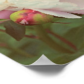 Peonies Pink Peony Flower Poster (Hoek)