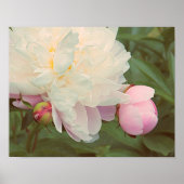 Peonies Pink Peony Flower Poster (Voorkant)