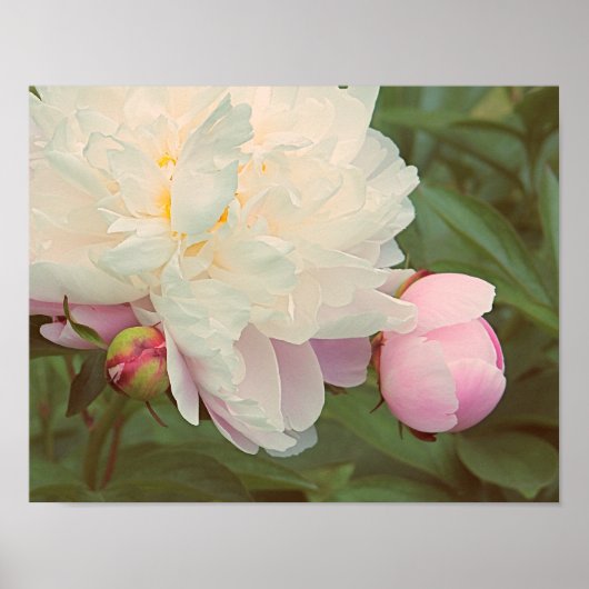 Peonies Pink Peony Flower Poster (Voorkant)