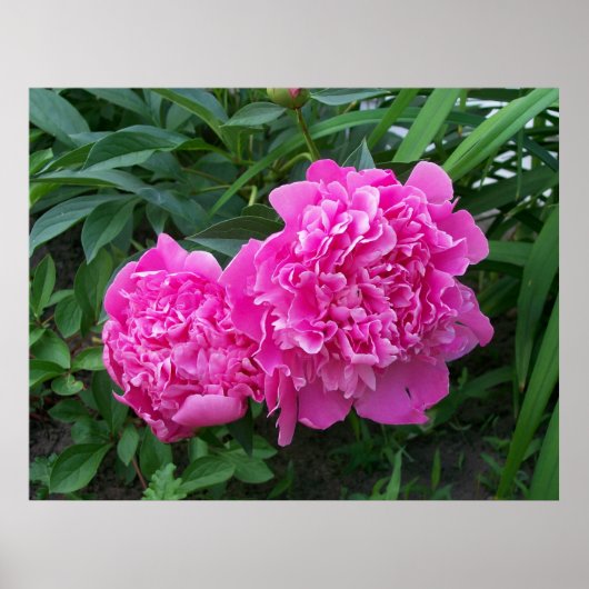 Peonies Poster (Voorkant)