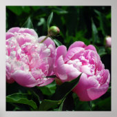 Peonies Poster (Voorkant)