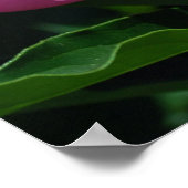 Peonies Poster (Hoek)