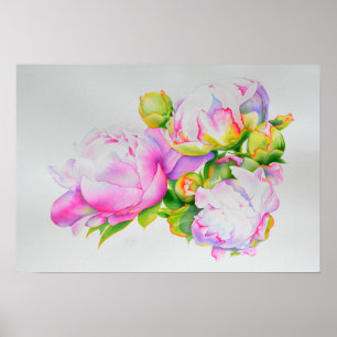 Peonies, roze, wit, florale waterverf schilderend poster