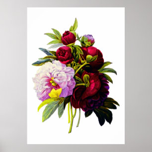 Peonies van Pierre Joseph Redoute Poster