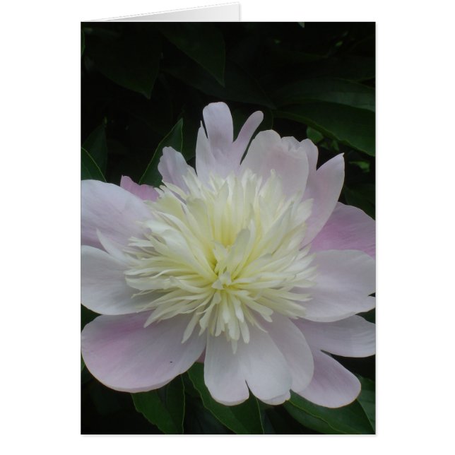 Peony (Voorkant)