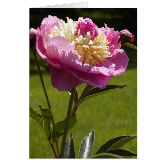 Peony (Voorkant)