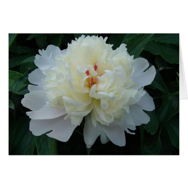 Peony (Voorkant Horizontaal)