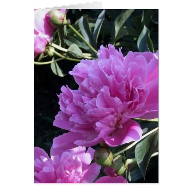 Peony (Voorkant)