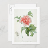 Peony, 1799 (kleurenspoeldruk) briefkaart (Voorkant / Achterkant)