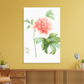 Peony, 1799 (kleurenspoeldruk) canvas afdruk (Insitu (Woonkamer))