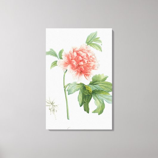 Peony, 1799 (kleurenspoeldruk) canvas afdruk (Voorkant)