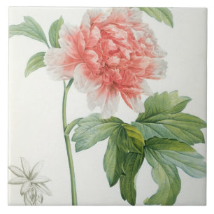 Peony, 1799 (kleurenspoeldruk) tegeltje