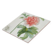 Peony, 1799 (kleurenspoeldruk) tegeltje (Zijkant)