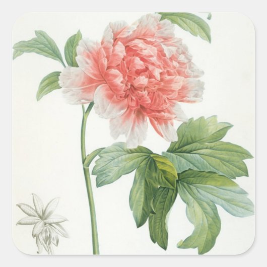 Peony, 1799 (kleurenspoeldruk) vierkante sticker (Voorkant)