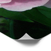 Peony 2 Poster (Hoek)