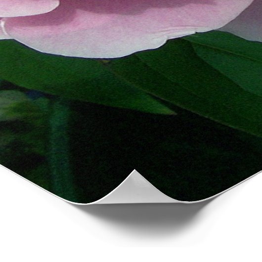 Peony 2 Poster (Hoek)