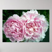 Peony 2 Poster (Voorkant)