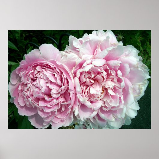 Peony 2 Poster (Voorkant)