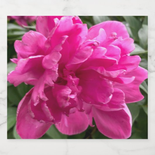 Peony Bier Etiket (Enkel label)