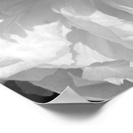 Peony bloem in zwart en wit poster (Hoek)