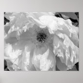 Peony bloem in zwart en wit poster (Voorkant)