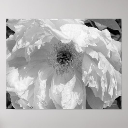 Peony bloem in zwart en wit poster (Voorkant)