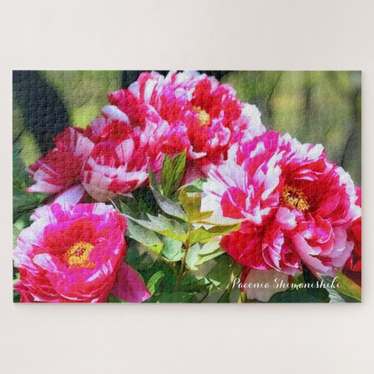 Peony [bloem] legpuzzel (Horizontaal)