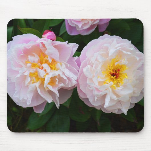 Peony-bloemen Muismat (Voorkant)
