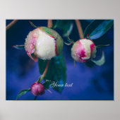 Peony bloemen na regen poster (Voorkant)