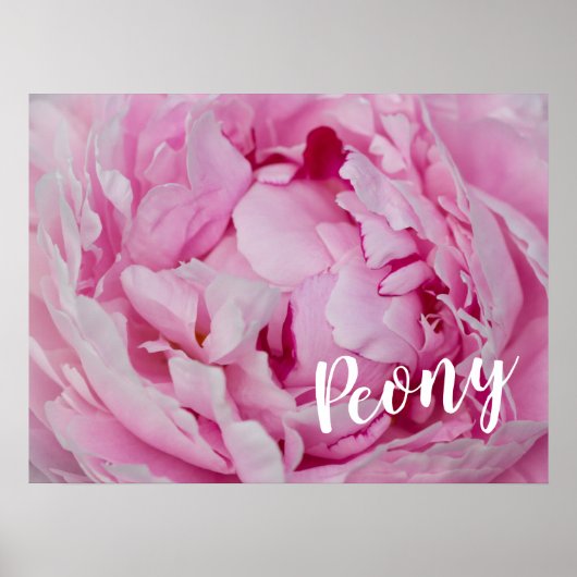 Peony Blossom Roos voor bloemen en tuinliefhebbers Poster (Voorkant)