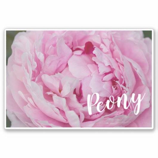 Peony Blossom Roos voor bloemen en tuinliefhebbers Sticker (Voorkant)