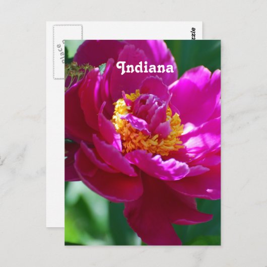 Peony Briefkaart (Voorkant / Achterkant)