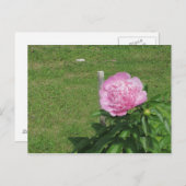 Peony Briefkaart (Voorkant / Achterkant)