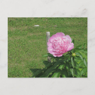 Peony Briefkaart