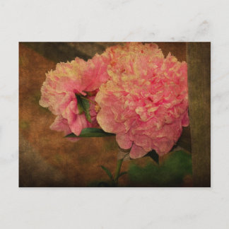 Peony Briefkaart