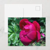 Peony Briefkaart (Voorkant / Achterkant)