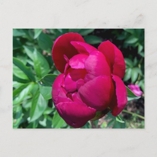 Peony Briefkaart (Voorkant)