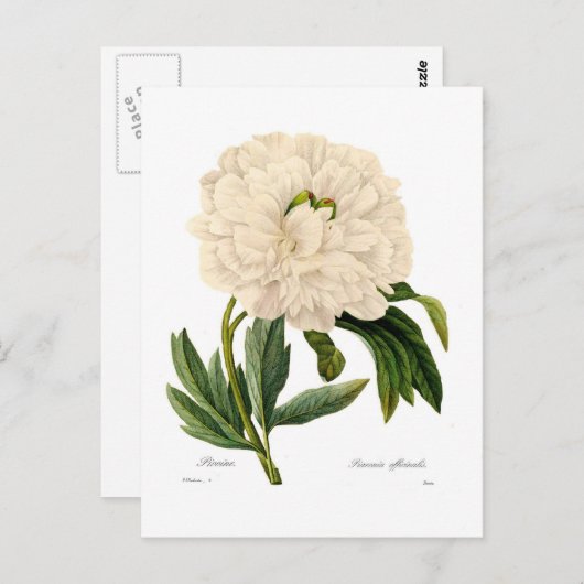 Peony Briefkaart (Voorkant / Achterkant)