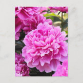 Peony:Briefkaart Briefkaart (Voorkant)