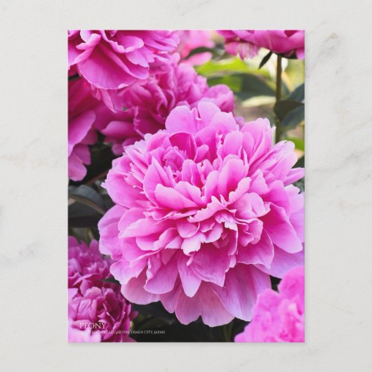 Peony:Briefkaart Briefkaart (Voorkant)