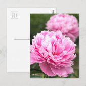 Peony:Briefkaart Briefkaart (Voorkant / Achterkant)
