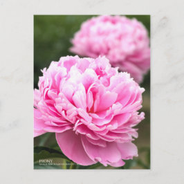 Peony:Briefkaart Briefkaart