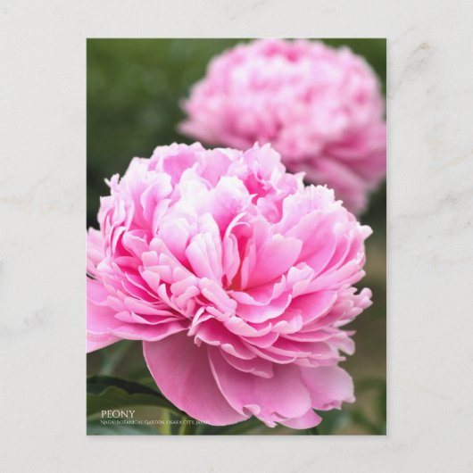 Peony:Briefkaart Briefkaart (Voorkant)