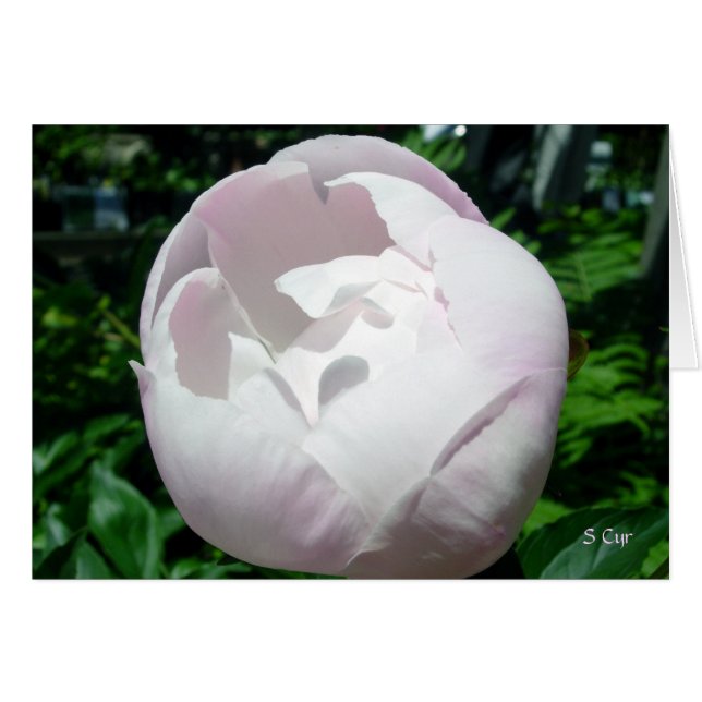 Peony Bubble Pop (Voorkant Horizontaal)