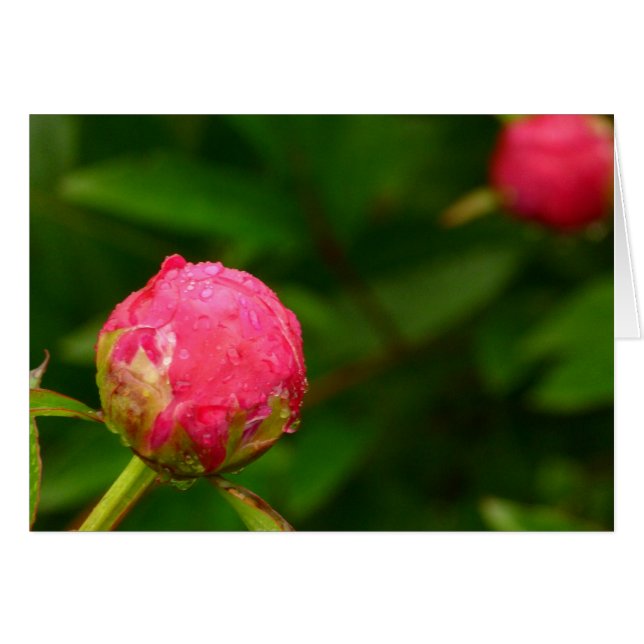Peony Bud Card (Voorkant Horizontaal)