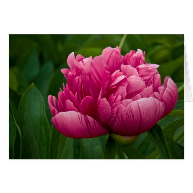 Peony Card (Voorkant Horizontaal)