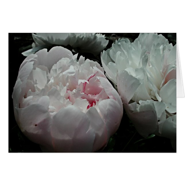 Peony Card (Voorkant Horizontaal)