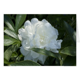 Peony Card